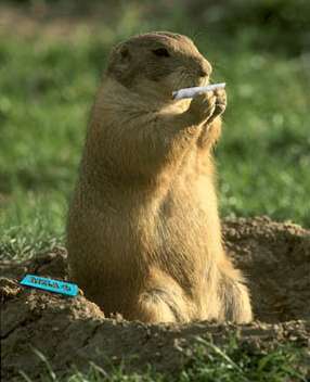 marmotta