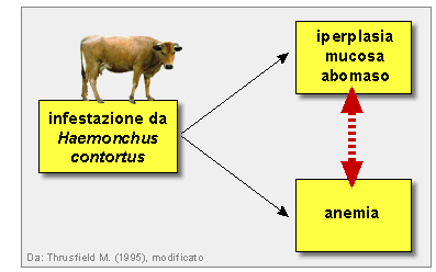 Epidemiologia veterinaria: tipi di associazioni (schema)