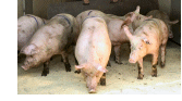 Epidemiologia veterinaria: validità di un campione