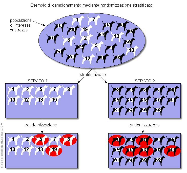 Epidemiologia veterinaria: randomizzazione stratificata