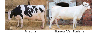 . veterinaria: randomizzazione stratificata