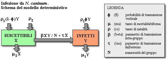 Epidemiologia veterinaria: modello matematico dell'infezione da Neospora caninum (schema)