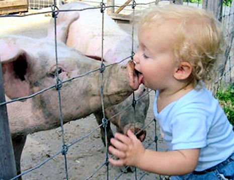 Epidemiologia veterinaria: AFTER HOURS - pig kiss...
