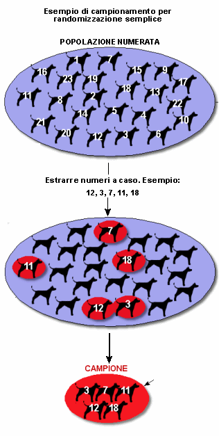 Epidemiologia veterinaria: randomizzazione semplice