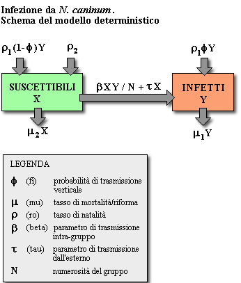 Epidemiologia veterinaria: modello matematico dell'infezione da Neospora caninum (schema)