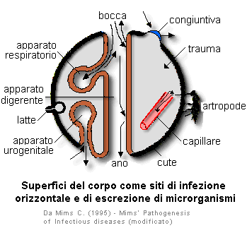 Epidemiologia veterinaria: vie di infezione (schema 1)