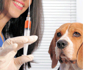Epidemiologia veterinaria: caratteri del campione