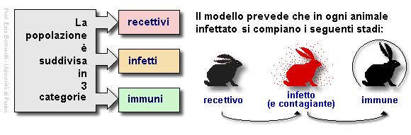 Epidemiologia veterinaria: modello di Reed e Frost (schema)