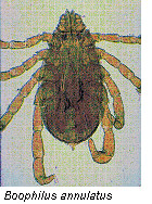 Boophilus annulatus