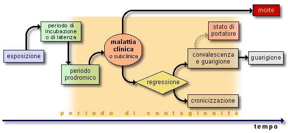 Epidemiologia veterinaria: ciclo di una malattia trasmissibile