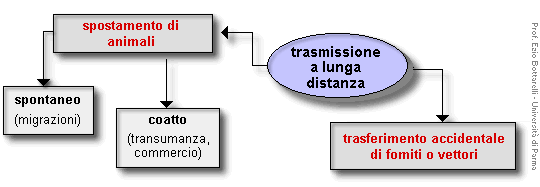 Epidemiologia veterinaria: trasmissione a lunga distanza di agenti di malattia (schema)