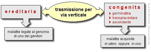 Epidemiologia veterinaria: trasmissione delle malattie per via verticale (schema)
