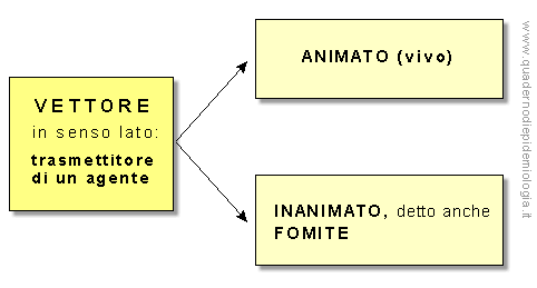 Epidemiologia veterinaria: vettore