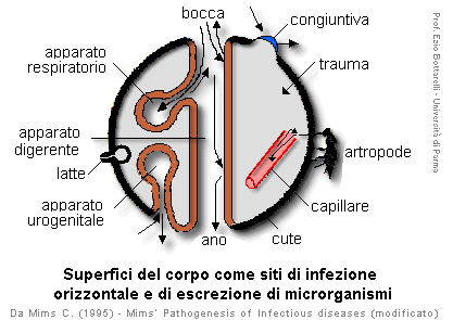 Epidemiologia veterinaria: vie di infezione (schema 1)